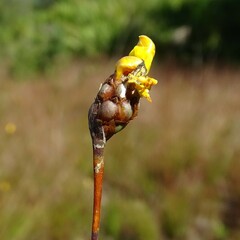 Xyris elliottii
