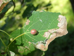 Harmandiola tremulae