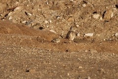 Athene cunicularia hypugaea