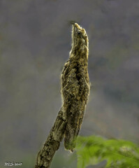 Nyctibius aethereus