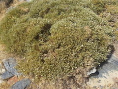 Echinospartum ibericum