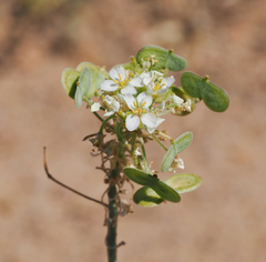 Dimorphocarpa wislizeni