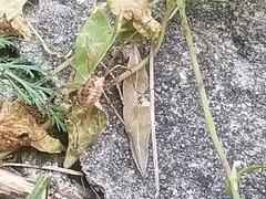 Phalangium opilio