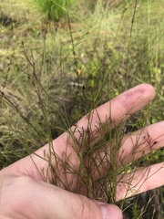 Agalinis plukenetii