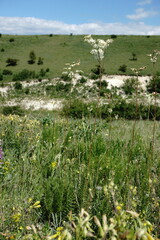 Filipendula vulgaris