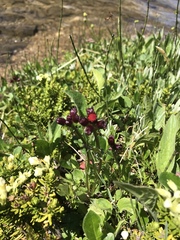 Packera pauciflora