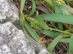 Phalangium opilio