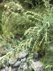 Artemisia indica