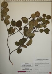 Amelanchier amabilis
