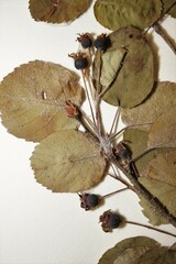 Amelanchier amabilis