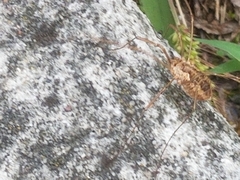 Phalangium opilio