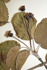 Amelanchier amabilis