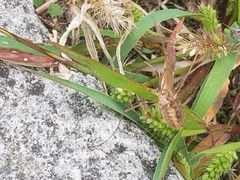 Phalangium opilio