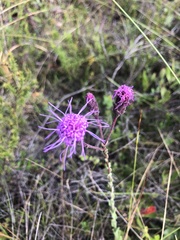 Carphephorus tomentosus