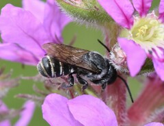 Megachile campanulae
