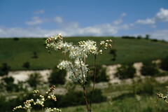 Filipendula vulgaris