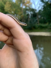 Regina septemvittata