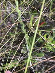 Carphephorus tomentosus