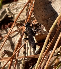 Pompiloidea