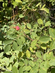 Rosa nutkana