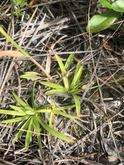 Rhynchospora ciliaris