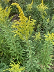 Solidago altissima