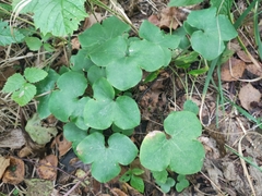 Hepatica nobilis