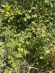 Rosa nutkana