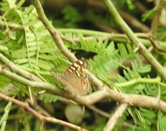 Junonia lemonias