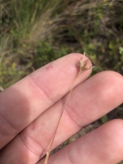 Rhynchospora ciliaris