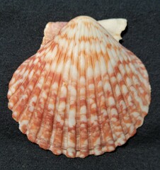 Argopecten ventricosus