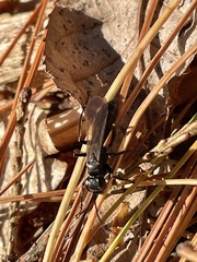 Pompiloidea