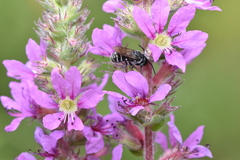 Megachile campanulae
