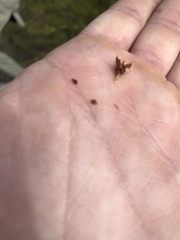 Rhynchospora ciliaris