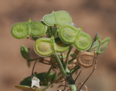 Dimorphocarpa wislizeni