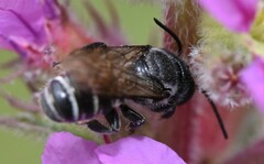 Megachile campanulae