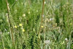 Filipendula vulgaris