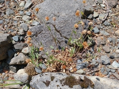 Trifolium longipes