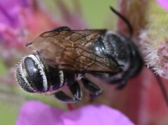 Megachile campanulae