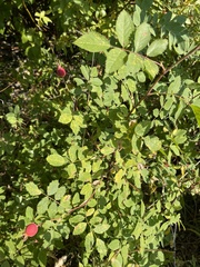 Rosa nutkana