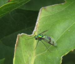 Condylostylus patibulatus