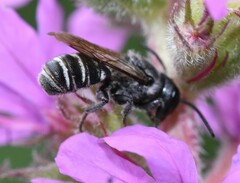 Megachile campanulae