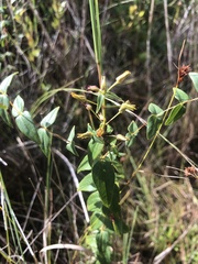 Lysimachia asperulifolia