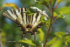 Iphiclides feisthamelii