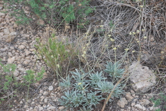 Eriogonum lachnogynum