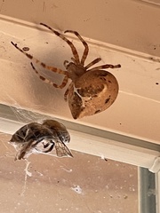 Araneus gemmoides