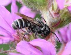 Megachile campanulae