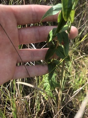 Lysimachia asperulifolia