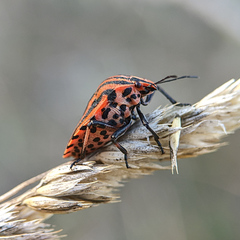 Graphosoma italicum italicum