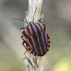 Graphosoma italicum italicum